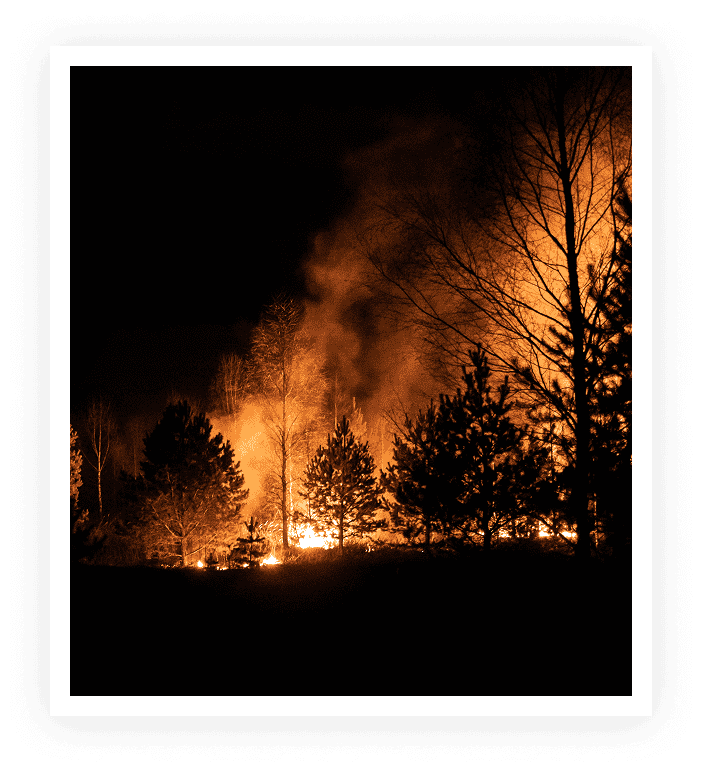 Trees engulfed in flames at night
