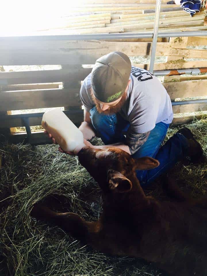 Man feeding calf with a bottle in barn.